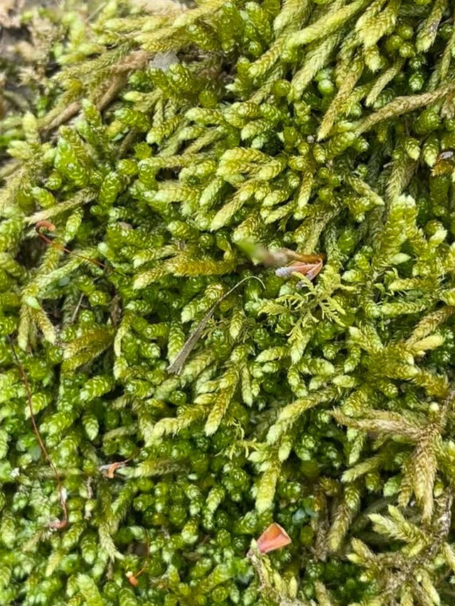 Live Fern Moss For Sale (Thuidium Delicatulum)